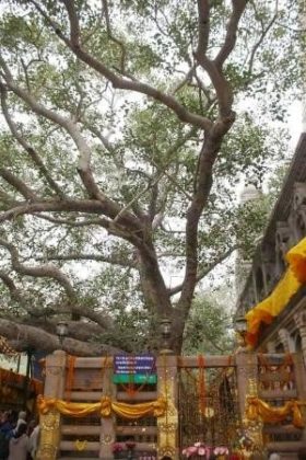 Bodhi tree Bodhgaya