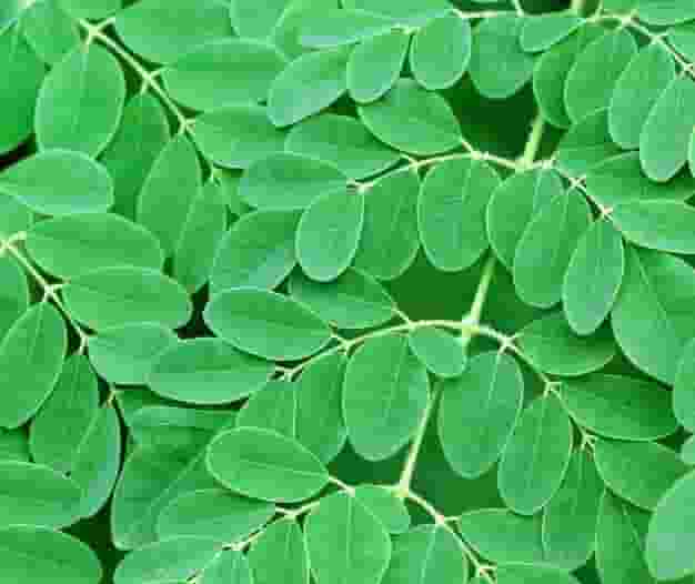 Drumstick Leaves Benefits In Hindi